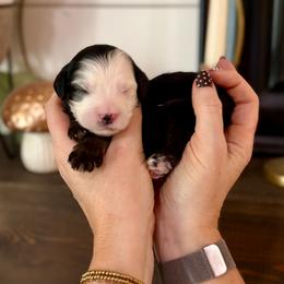 Topaz- brown collar - Tri-color male Bernedoodle puppy in Salt Lake County, Utah from Coco Avenue Pups