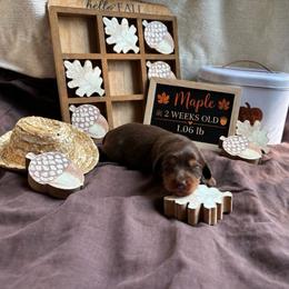 Maple - Chocolate and tan female Dachshund puppy in Russellville, Arkansas from River Valley Daschunds