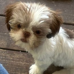 Ella - Shih Tzu