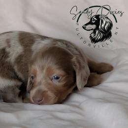 Royalty - Dapple female Dachshund puppy in Fultonville, New York from Sandy Aussies & Pomeranians