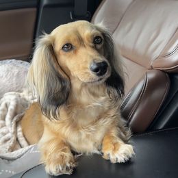 Hadley - Dachshund