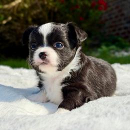 Jack 3250 - Black and white male Chihuahua puppy in Forsyth, Georgia from Brooks Grove Canines LLC