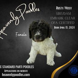 Poodle Puppies from Heavenly Poodles