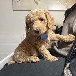 Goldendoodle Puppies from Dream Lake Doodles