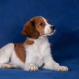 Beauceron, Greater Swiss Mountain Dog, and Nederlandse Kooikerhondje Puppies from Blackamber Swissies Beaucerons Ambermoon Kooikerhondje