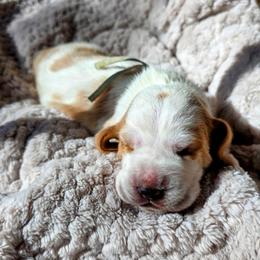Ms. Truman - Lemon and white female Basset Hound puppy in Big Rapids, Michigan from Basket Hound Bassets