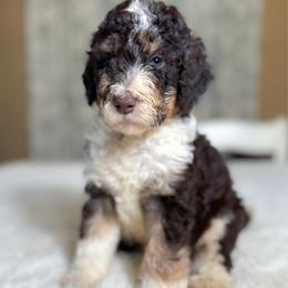 Ben - Tri-color male Bernedoodle puppy in Osage City, Kansas from Golden Ridge Goldens