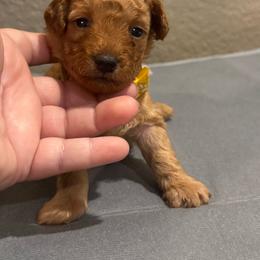 Yellow collar - Red  male Poodle puppy in Fredericktown, Missouri from Ellie & Co. Doodles and Poodles