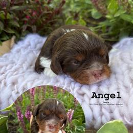 Bernedoodle, Cavalier King Charles Spaniel, Cavapoo, Goldendoodle, and Poodle Puppies from Gypsi Doodles & Poodles LLC.