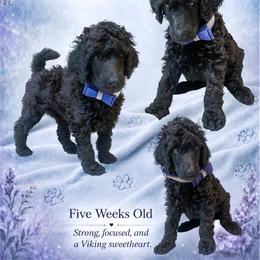 Purple - Black female Poodle puppy in Louisville, Kentucky from Borealis Poodles