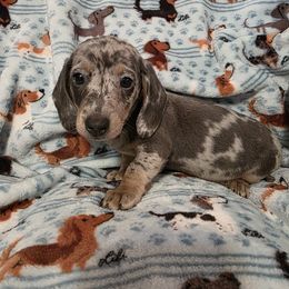 Black and tan male - Dapple male Dachshund puppy in De Beque, Colorado from ITSAR Ranch