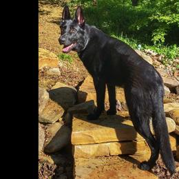 Lincoln - German Shepherd
