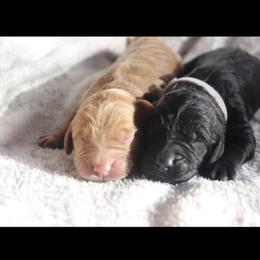 Boy 1 - Apricot Goldendoodle puppy in Bellville, Ohio from Ohio Designer Doodles