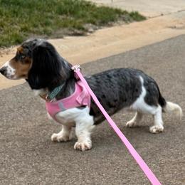 Dachshund puppies from Hillside Hounds
