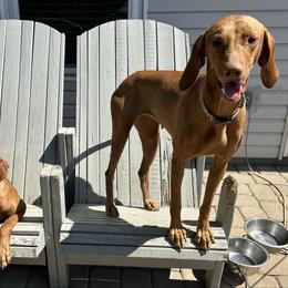 Vizsla puppies from Izabella Vizslas