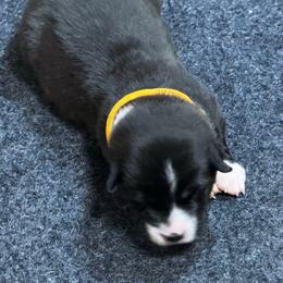 Yellow collar - Black and white female Cardigan Welsh Corgi puppy in Omaha, Arkansas from DnD Corgis