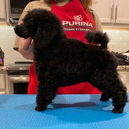 Poodle Puppies from Kalein Show Dogs