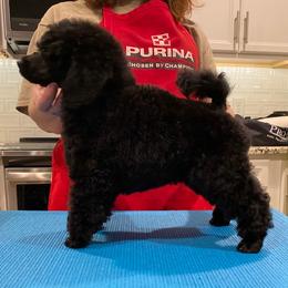 Poodle Puppies from Kalein Show Dogs
