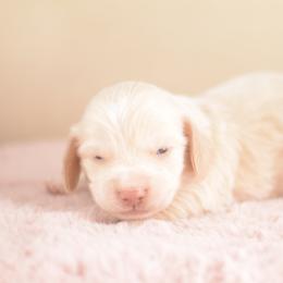 Goose - FULL AKC Cream Silky - Cream male Dachshund puppy in Neosho, Missouri from A Walk In The Park
