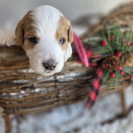 Noel - Parti female Goldendoodle puppy in Leander, Texas from Doodle Doula