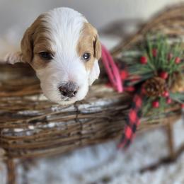 Noel - Parti female Goldendoodle puppy in Leander, Texas from Doodle Doula