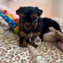 Marigold 5,883 - Black and tan female Yorkshire Terrier puppy in Pittsburg, California from Crystal Garden Yorkies
