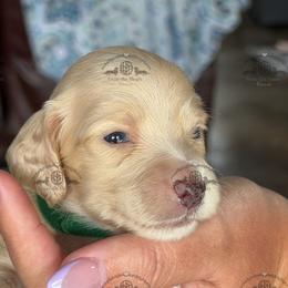 Mr. Green-2800 - Cream male Dachshund puppy in Ocala/Gainesville, Florida from From the Heart Doxies
