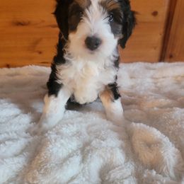Bernedoodle and Labradoodle Puppies from Reid Wasatch Doodles