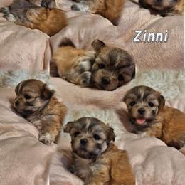 Zinnia (Zinni) - Black female Mi-Ki puppy in Toronto, Ohio from Shekinah’s Mi-Kis & Cricket Hill’s Westies