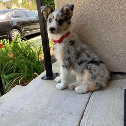 Border Collie Puppies from SoCal Border Collies