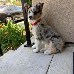 Border Collie Puppies from SoCal Border Collies