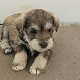 Emily - Salt and pepper female Miniature Schnauzer puppy in Ferndale, Washington from Blackhorse Schnauzers Washington state