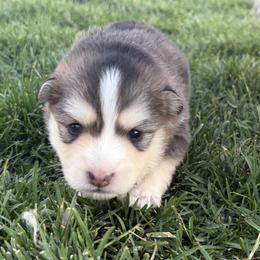 Pepe le pew - Tri-color male Pomsky puppy in Grandview, Washington from Alyssa’s Pomskies
