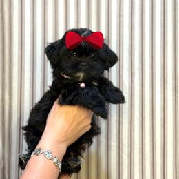 Girl 2 - Black female Shih Tzu puppy in Seguin, Texas from Dolled Up Shih Tzus