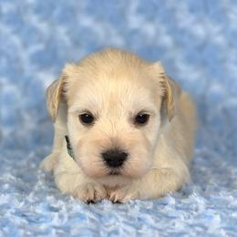 Biscuit - White male Miniature Schnauzer puppy in Ely, Nevada from Great Basin Miniature Schnauzers