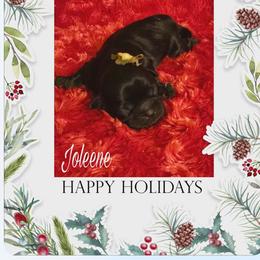 Joleene - Black female Shih Tzu puppy in Milan, Tennessee from Gems Shih Tzu