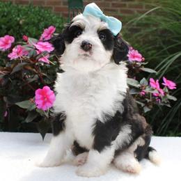 Libby - Tri-color female Bernedoodle puppy in Perrysville, Ohio from Pleasant Valley Bernedoodles