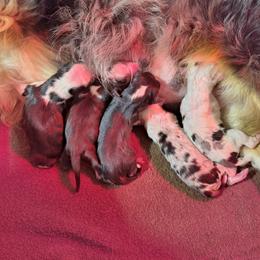 Toy Australian Shepherd puppies from Double M Toy and Mini Aussies