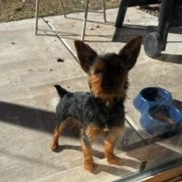 Tito - Yorkshire Terrier