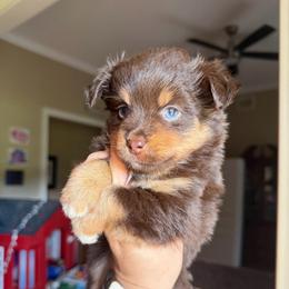 Hershey - Red tri female Miniature Australian Shepherd puppy in Buchanan, Georgia from Stanleyville Farm Mini Aussies