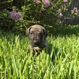 Doberman Pinscher and Great Dane Puppies from Draggin Dobermans & Great Danes
