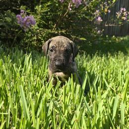 Doberman Pinscher and Great Dane Puppies from Draggin Dobermans & Great Danes