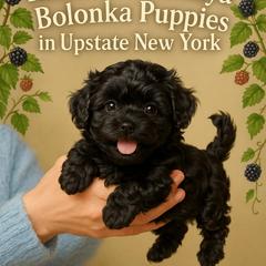 Russian Tsvetnaya Bolonka Puppies from BlackberryBRT