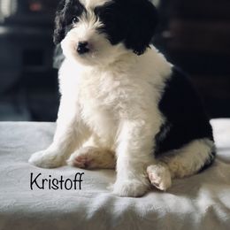 "Male" Old English Sheepdog, Poodle, and Sheepadoodle Puppies from Mountain Peak Poodle Doodles
