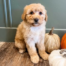 Colby - Apricot female Aussiedoodle puppy in Flagstaff, Arizona from Gunstock Doodles