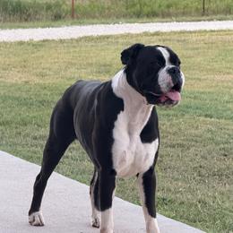 Vera - Boxer