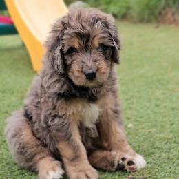 Edgar - Merle male Saint Berdoodle puppy in Battle Ground, Washington from Mad Hatter Farms Saint Berdoodles