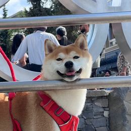 Shiba Inu Puppies from Hillsdale Shiba Inu