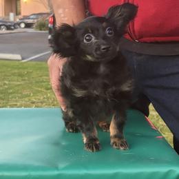 Puppy2 - Black and tan male Russian Toy puppy in San Diego, California from Chenier Russian toys