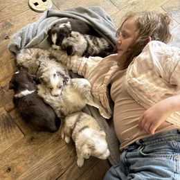 Australian Shepherd, Miniature American Shepherd, Miniature Australian Shepherd, and Toy Australian Shepherd Puppies from Painted Blue Aussies